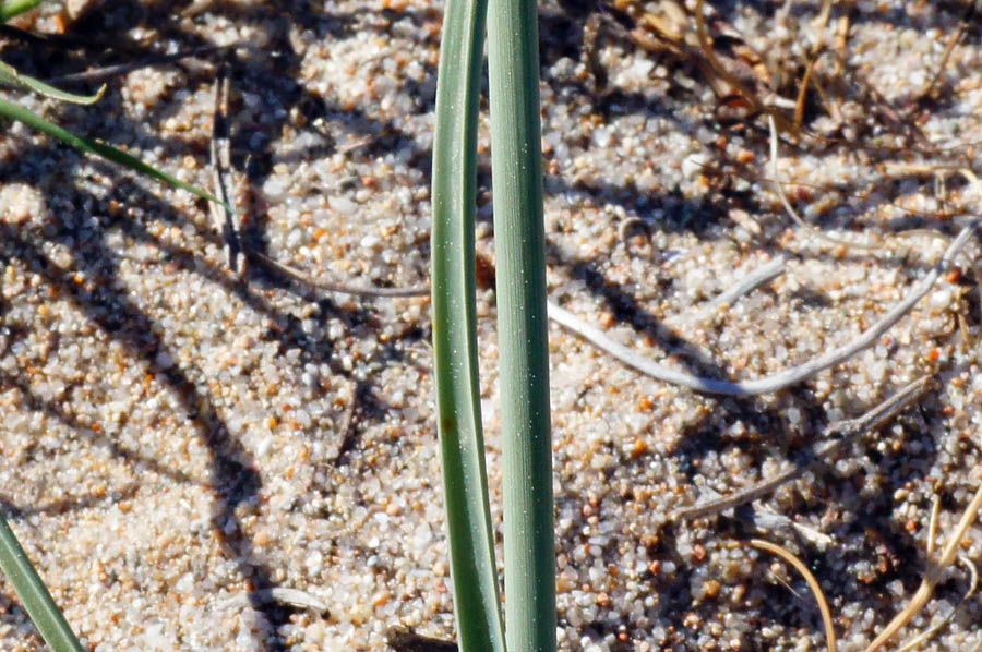 Cyperus capitatus / Zigolo delle spiagge